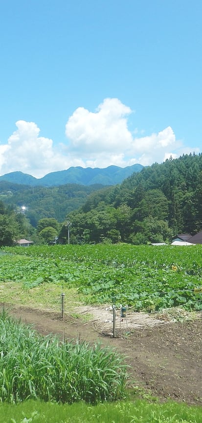 夏の青空の下で作物が育つ畑