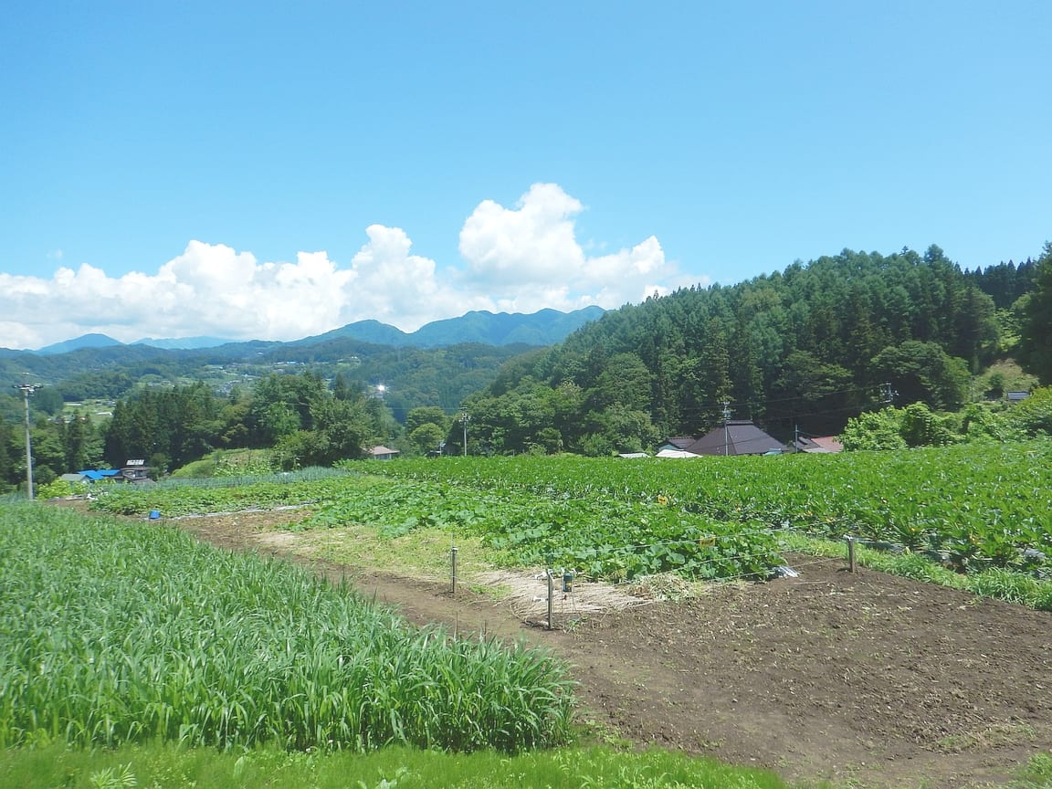 麦ダンス農園:青空と山並みが広がる麦ダンス農園の畑