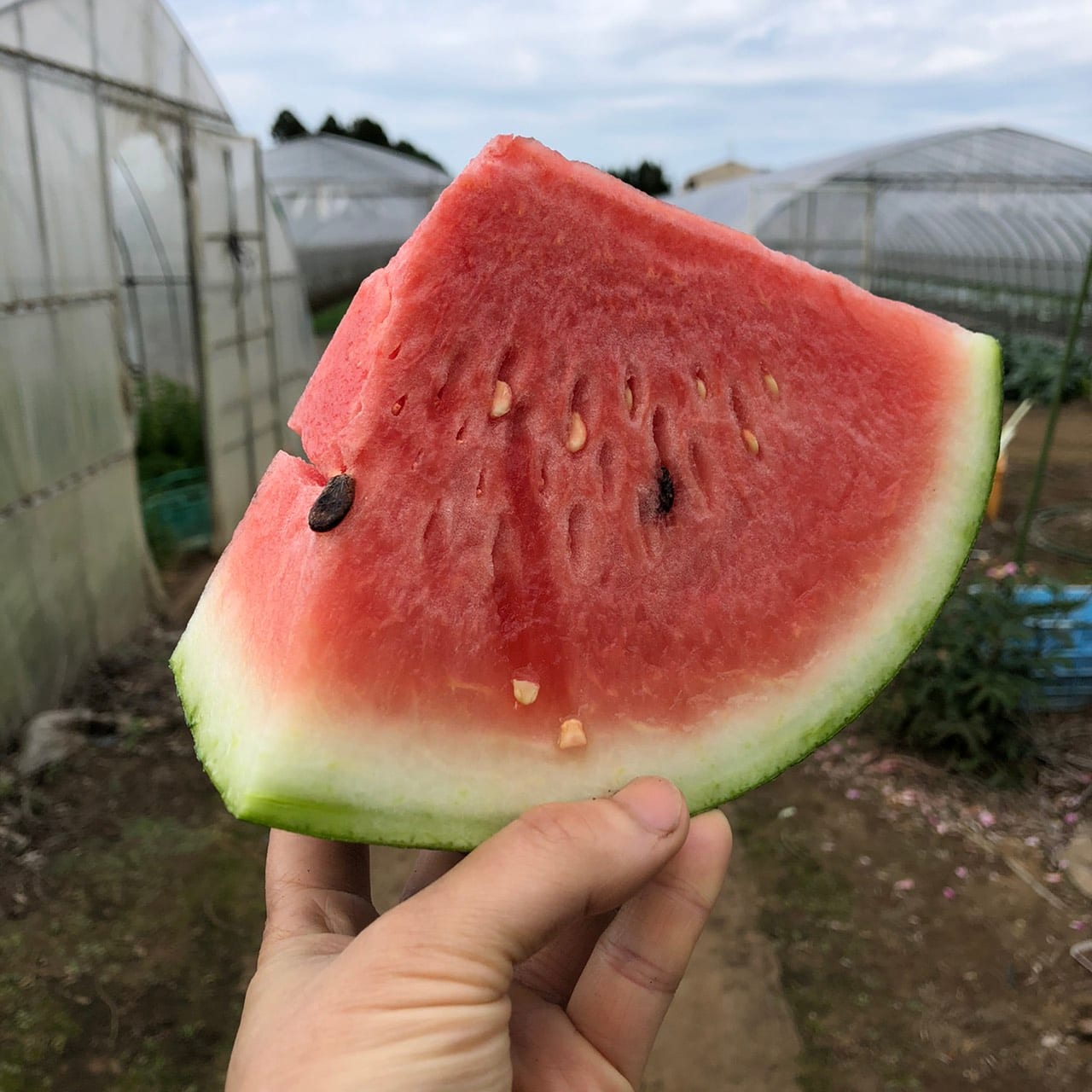 恵みの里:畑を背景に手に持ったすいか