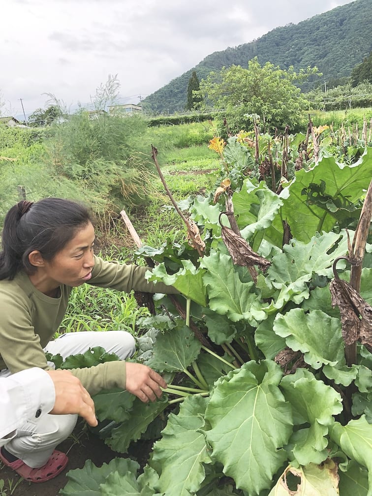 Uファーム 中澤農園:畑で作物を手入れする中澤農園の生産者
