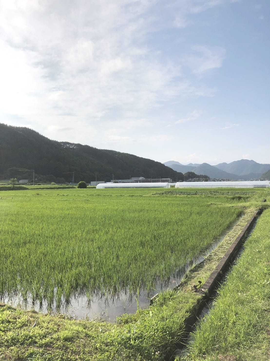 両角農園:山並みを背景に広がる両角農園の水田