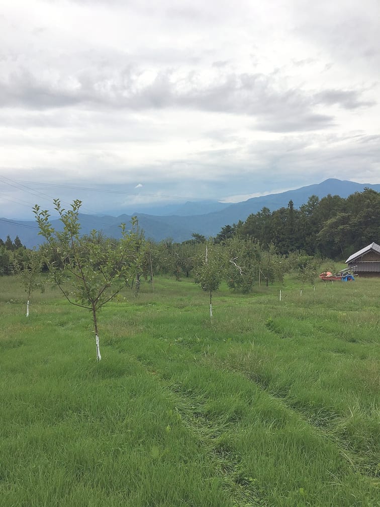 石間果樹園:山を望む石間果樹園の風景