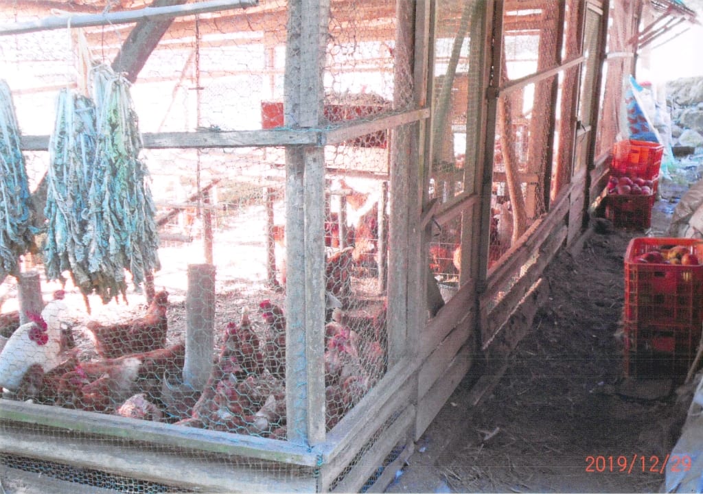 小掠農園:小掠農園の鶏舎の様子