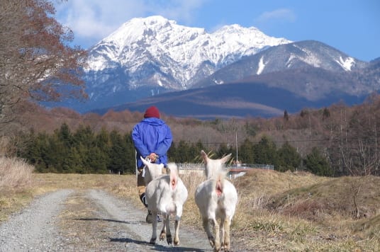 まいん農園:山を背景にやぎと歩くまいん農園の生産者