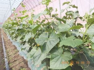 サニーファーム(笠井農園):温室で育つサニーファームのきゅうり