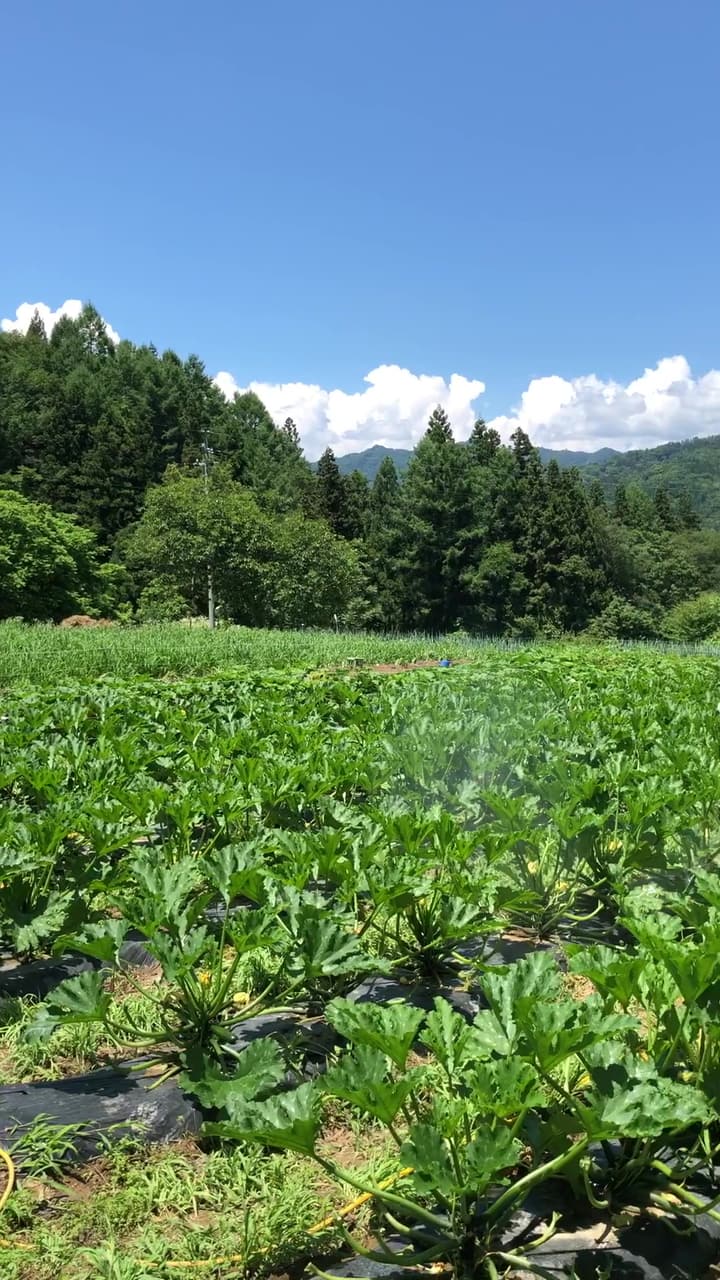 夏の青空の下で作物が育つ畑